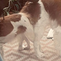 Dekking Silke 23-10-2025